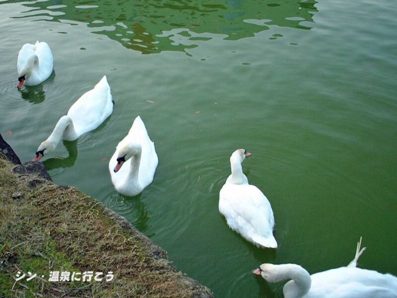 大芦高原温泉　雲海　白鳥