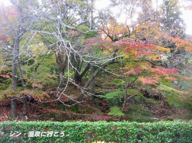 池田ラジウム鉱泉　放泉閣　紅葉