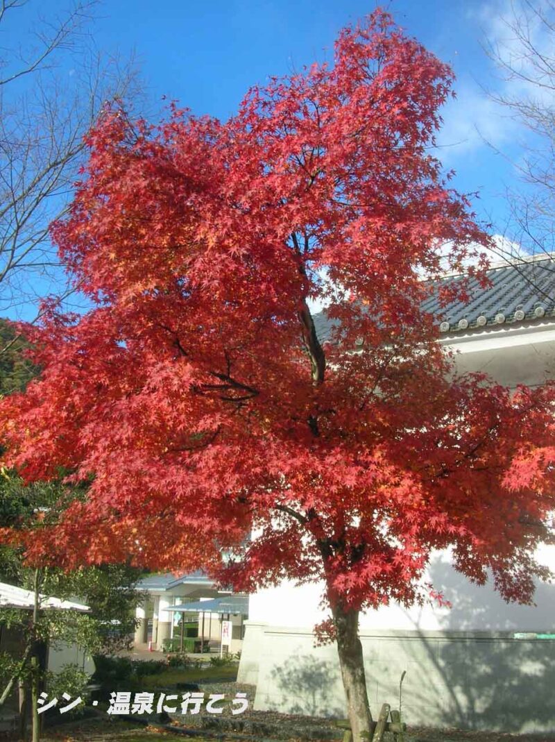 出雲須佐温泉　ゆかり館　紅葉