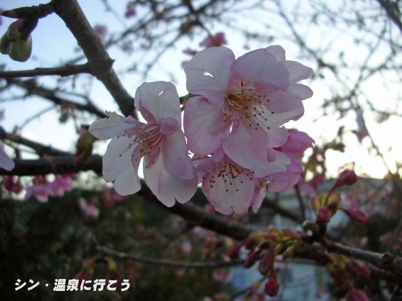 稲取温泉　文化公園　河津桜