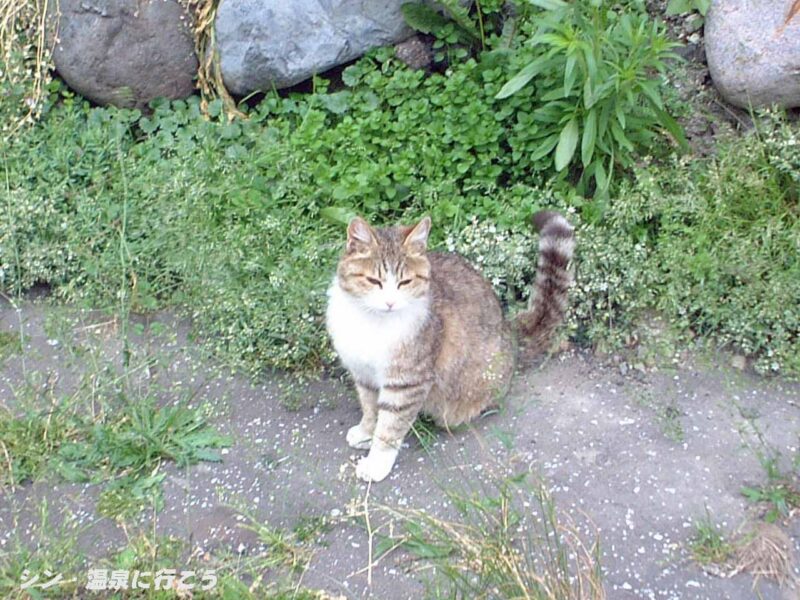 温根湯温泉　猫