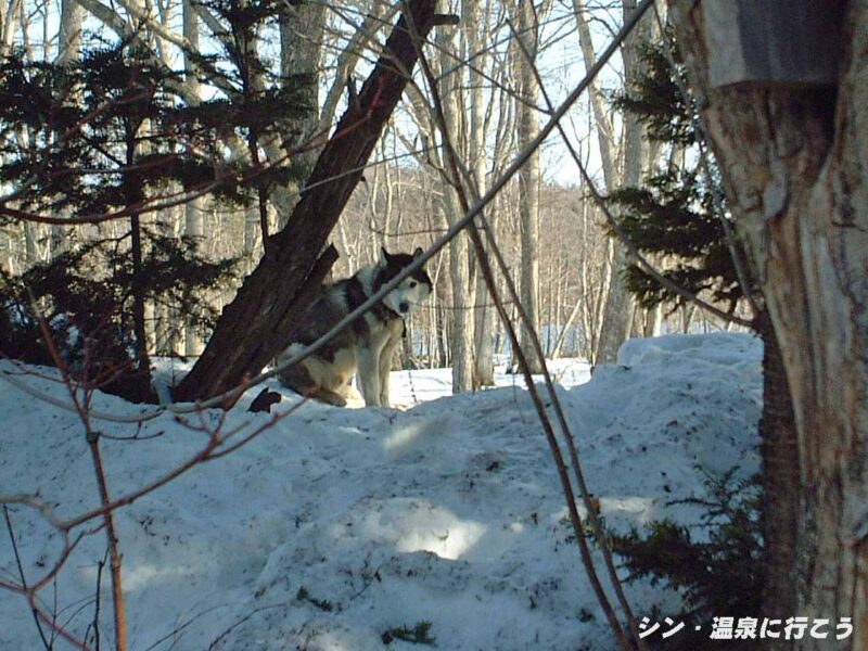 屈斜路温泉　三香温泉　露天風呂を覗く看板犬