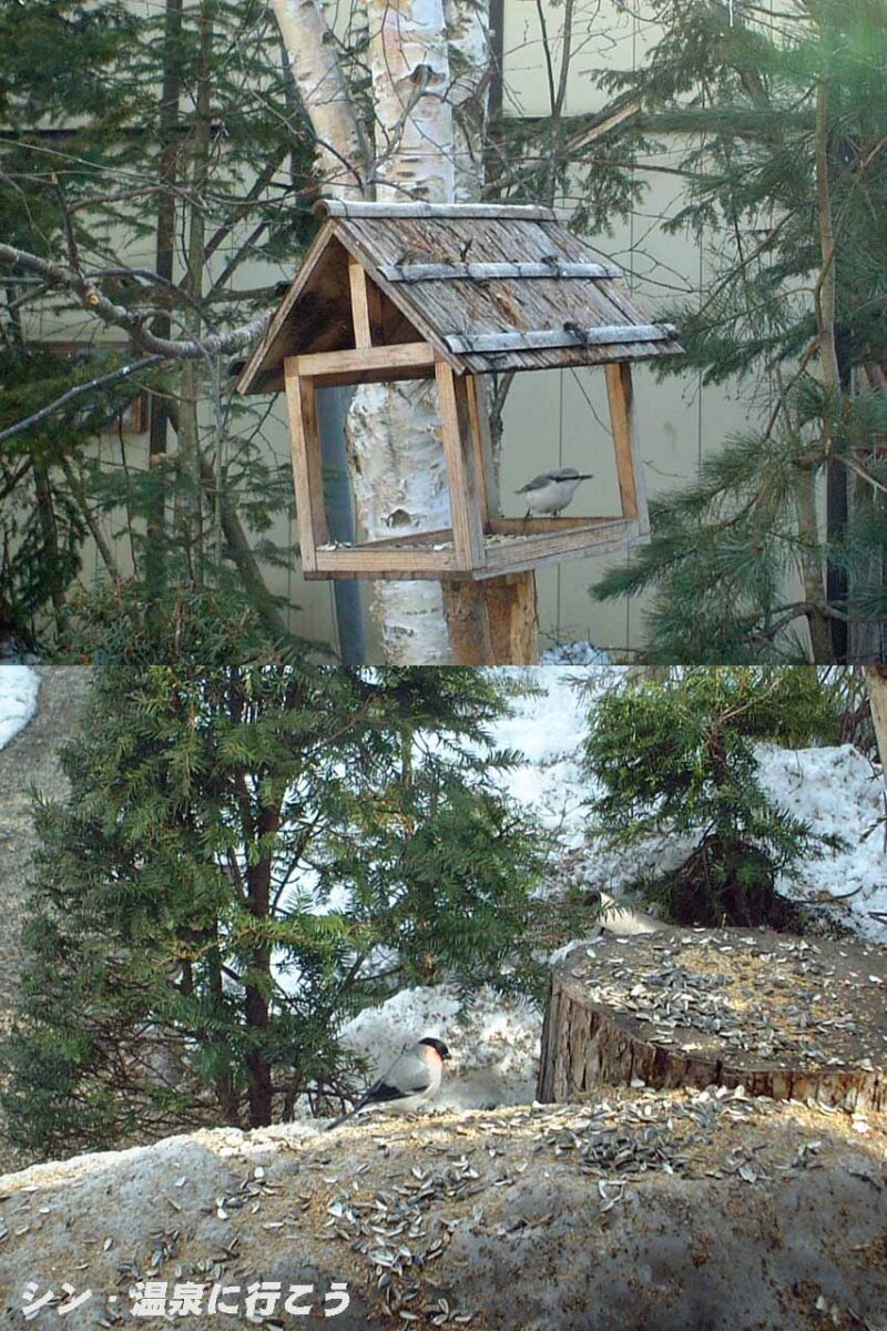 屈斜路温泉　三香温泉　野鳥