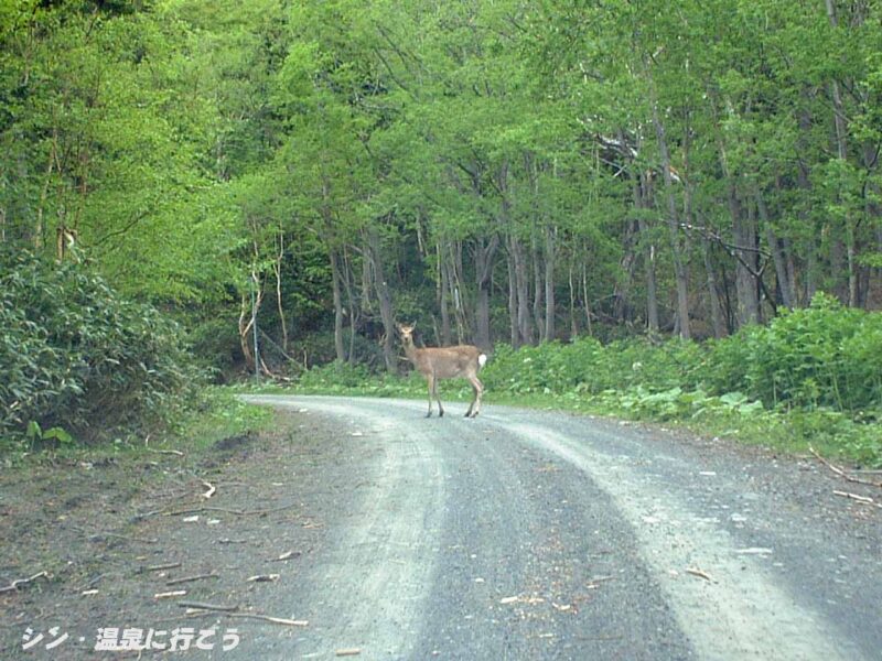 高原温泉　大雪高原山荘　道中の鹿