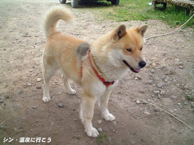 熊牛温泉　ペンション熊牛　看板犬