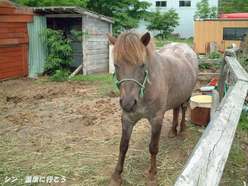 熊牛温泉　ペンション熊牛　看板馬