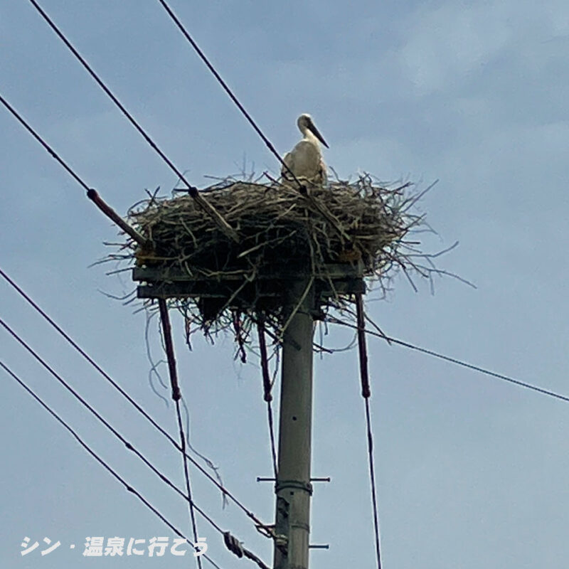 城崎温泉　コウノトリ
