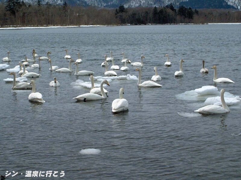 コタン温泉　コタンの湯　白鳥