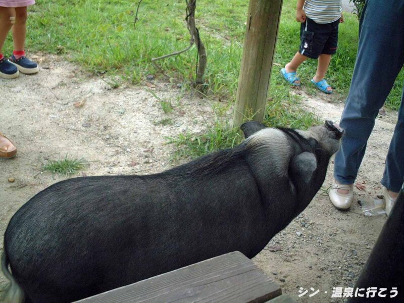 モクモク　ミニブタ