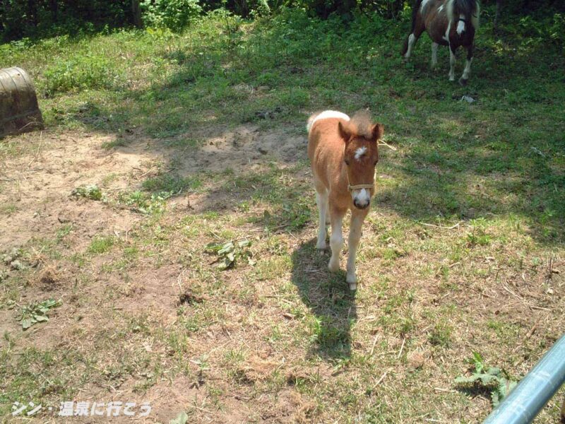 桜野温泉　熊嶺荘　ウマ