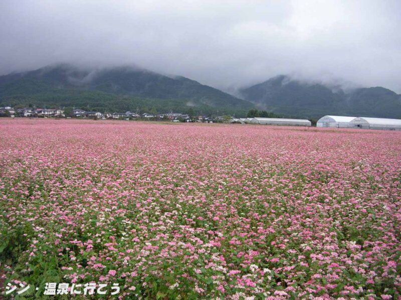 早太郎温泉　赤蕎麦畑