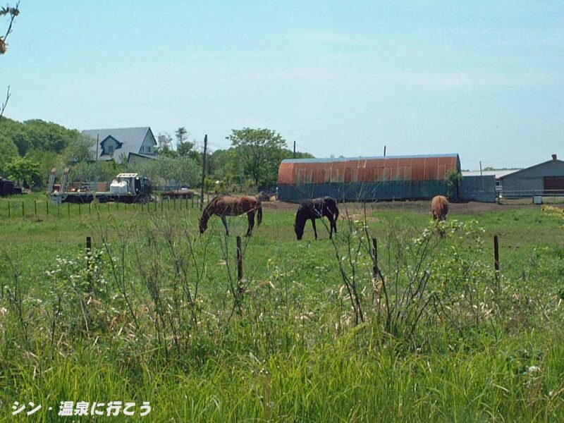 標茶温泉 味幸園 馬