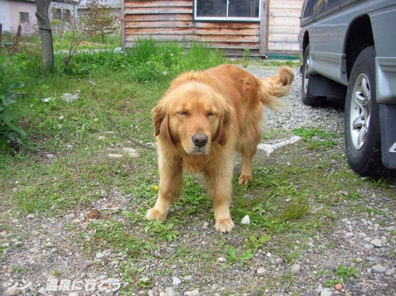 白老温泉　湯処ななかまど　看板犬