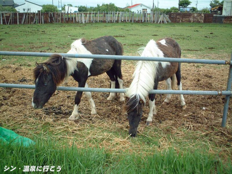 斜里温泉 湯元館 隣の牧場のウマ