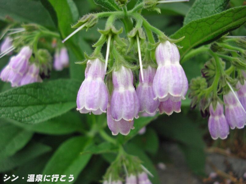 栃尾温泉 荒神の湯 ヒレハリソウ