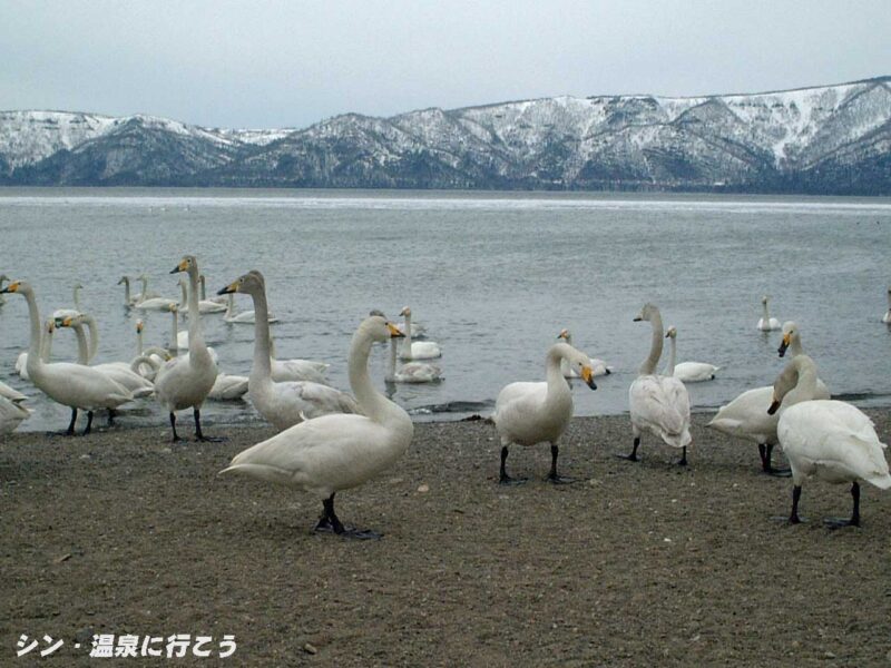 砂湯　白鳥