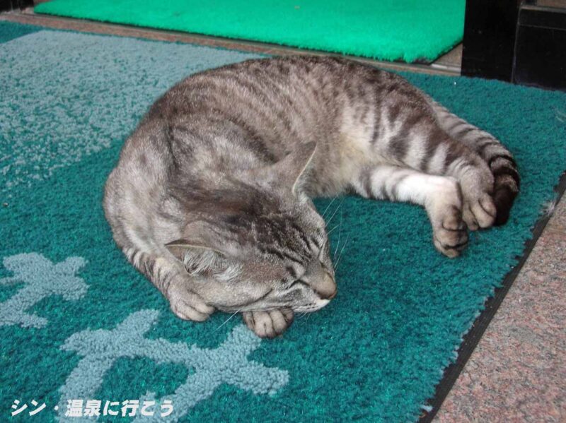 黄金温泉　野熊の庄 月川　看板猫