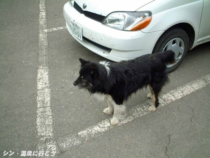 瀬戸瀬温泉 セトセ温泉ホテル わんこ