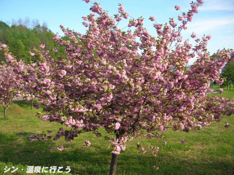 財田温泉　癒しの郷　桜