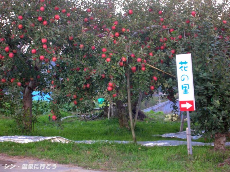 天龍峡　林檎の木