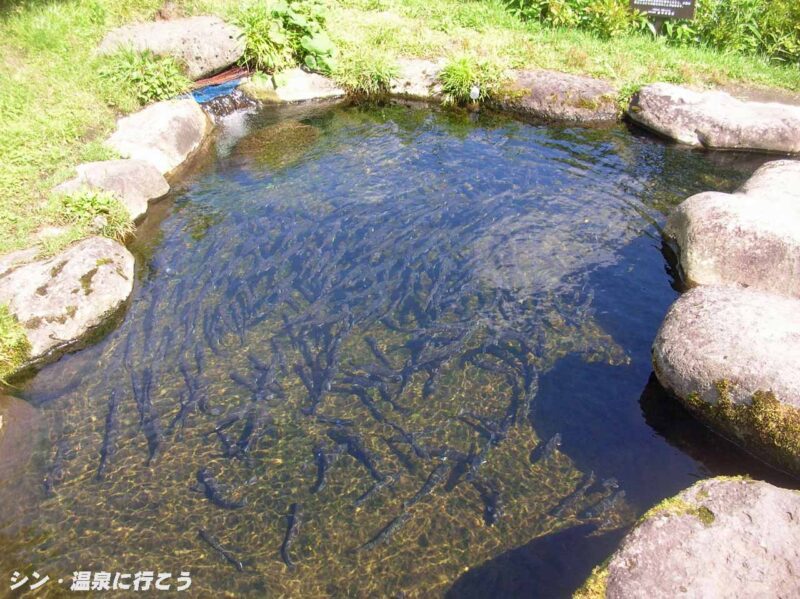谷地温泉 岩魚の生簀