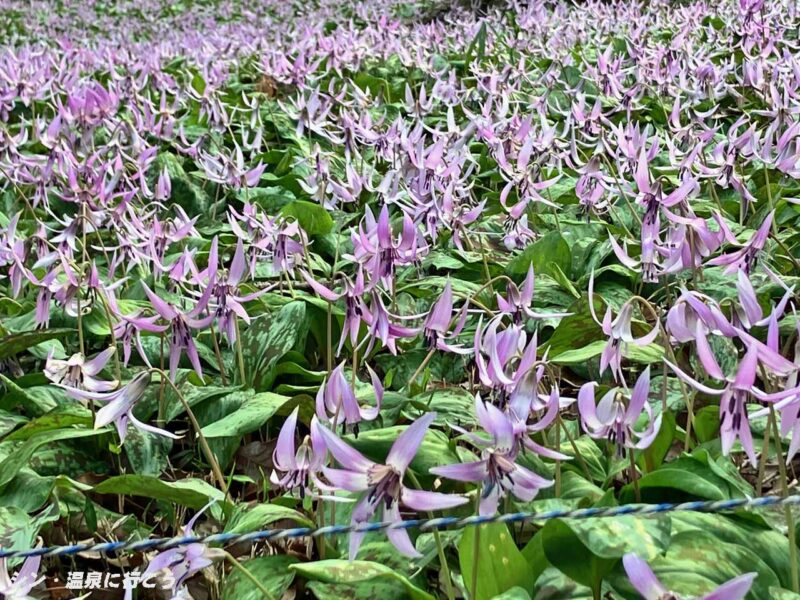 湯の華温泉　カタクリ群生地