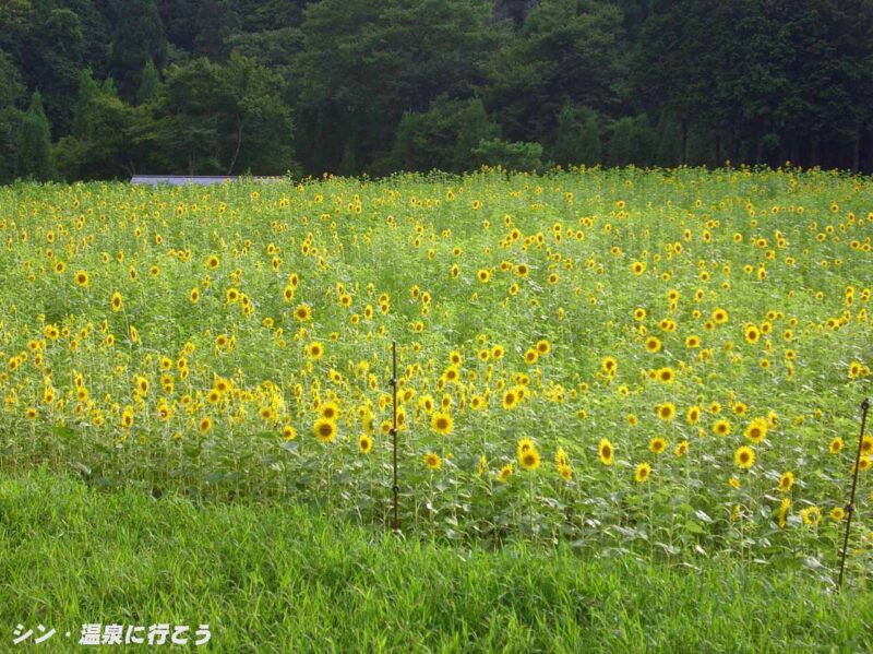 たんたん温泉　福寿の湯　ひまわり畑