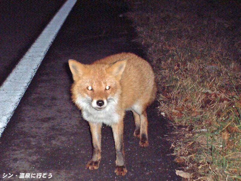 ニセコ湯本温泉　キタキツネ
